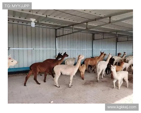 全面解析国际体操裁判规则与评分标准及实战应用深度全方位指南篇